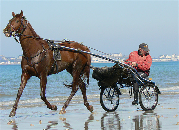 A trot on the beach Picture Board by Lawson Jones