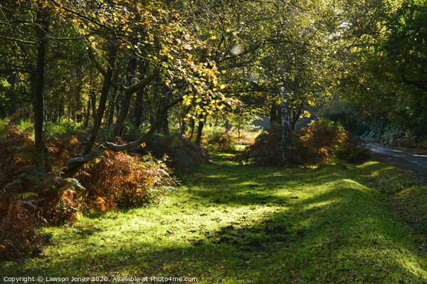 Autumn in The New Forest Picture Board by Lawson Jones