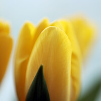 Buy canvas prints of Yellow Tulips by Judi FitzPatrick