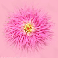 Buy canvas prints of Fluffy Pink Do Over by Judi FitzPatrick