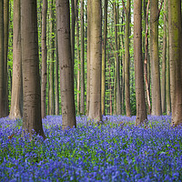 Buy canvas prints of Bluebell wood of Hallerbos by Johannes Valkama