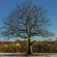 Buy canvas prints of  Mighty oak tree in winter by craig baggaley