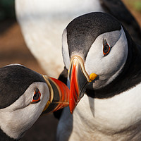 Buy canvas prints of Puffin Loving by Lesley Newcombe