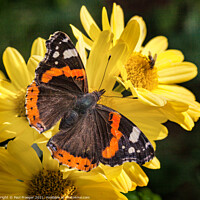 Buy canvas prints of Red admiral (Vanessa atalanta) on a yellow daisy  by Paul Praeger