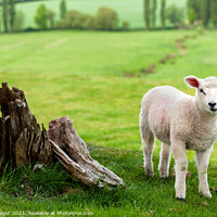 Buy canvas prints of Winchelsea lamb 1 by Paul Praeger