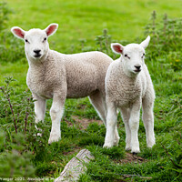 Buy canvas prints of Winchelsea lamb 3 by Paul Praeger