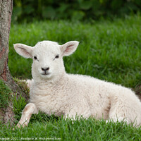 Buy canvas prints of Winchelsea  lamb 4 by Paul Praeger