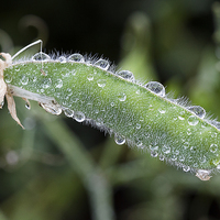 Buy canvas prints of  Dew on a Sweet-pea pod by Paul Praeger
