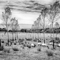 Buy canvas prints of Tree lined grazing by Paul Praeger