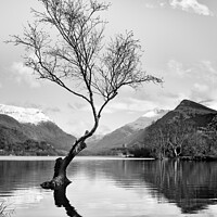 Buy canvas prints of Lonely tree by Paul Praeger