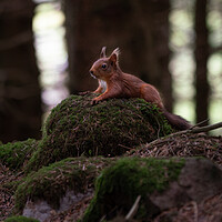 Buy canvas prints of Red Squirrel taking a rest  by Jamie Scott