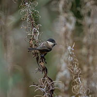 Buy canvas prints of Willow Tit  by Jamie Scott