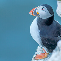 Buy canvas prints of Lone Puffin by Jamie Scott