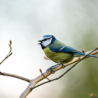 Buy canvas prints of Blue Tit making song by Jamie Scott