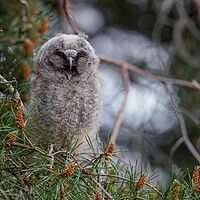 Buy canvas prints of Long Eared Owl Chicklet by Jamie Scott