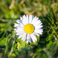 Buy canvas prints of Daisy by andrew blakey