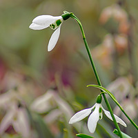 Buy canvas prints of Snowdrops by andrew blakey