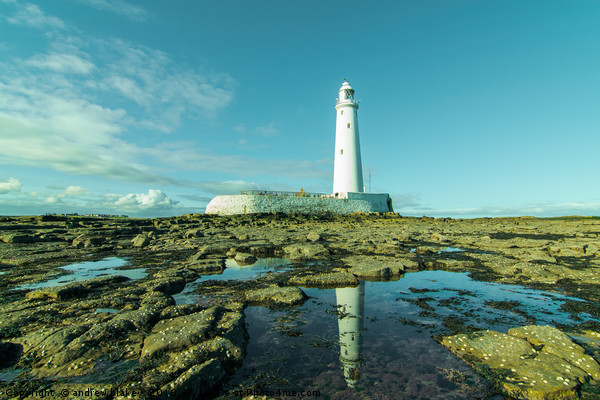 Reflecting on St Marys lighthouse Picture Board by andrew blakey
