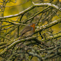 Buy canvas prints of Robin in a tree by andrew blakey