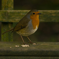 Buy canvas prints of Robin on a Bench by andrew blakey