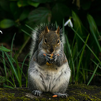 Buy canvas prints of Grey Squirrel by andrew blakey
