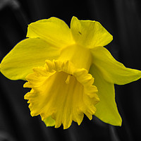 Buy canvas prints of Daffodil color popped by andrew blakey