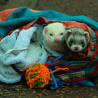 Buy canvas prints of A bag of Ferrets by andrew blakey