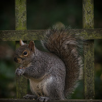 Buy canvas prints of Squirrel eating nuts by andrew blakey