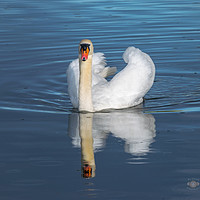 Buy canvas prints of Swan in a rain shower by andrew blakey