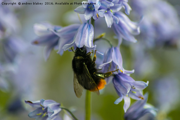 Bee on bluebells Picture Board by andrew blakey