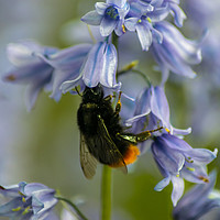 Buy canvas prints of Bee on bluebells by andrew blakey