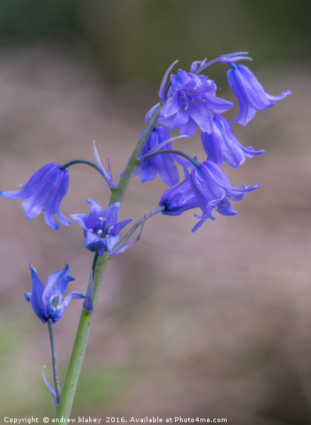 BlueBells Picture Board by andrew blakey