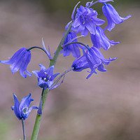 Buy canvas prints of BlueBells by andrew blakey