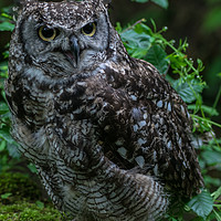 Buy canvas prints of Spotted Eagle-Owl by andrew blakey