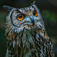 Buy canvas prints of Bengal Egle Owl by andrew blakey