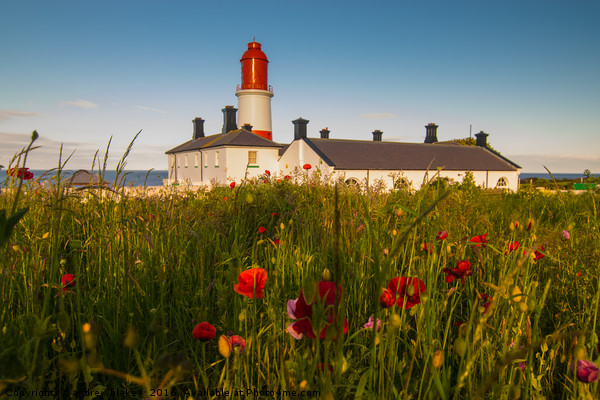 Souter lighthouse with flowers Picture Board by andrew blakey