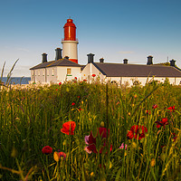 Buy canvas prints of Souter lighthouse with flowers by andrew blakey