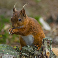 Buy canvas prints of Red Squirrel by andrew blakey