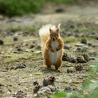 Buy canvas prints of Standing Squirrel by andrew blakey