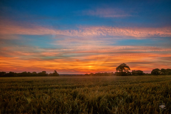 Majestic Sunset over Cleadon Cornfields Picture Board by andrew blakey