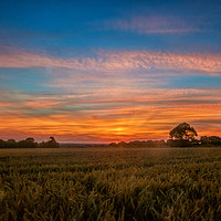 Buy canvas prints of Majestic Sunset over Cleadon Cornfields by andrew blakey