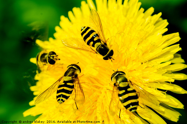 Hover Flies on a flower Picture Board by andrew blakey