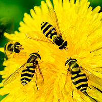 Buy canvas prints of Hover Flies on a flower by andrew blakey