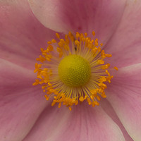 Buy canvas prints of Japanese Anemone by andrew blakey