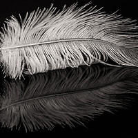 Buy canvas prints of Feather Balanced on a Edge by andrew blakey