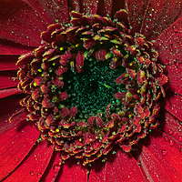 Buy canvas prints of Radiant Red Gerbera by andrew blakey