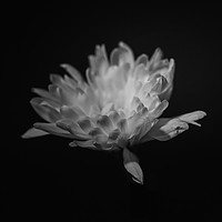 Buy canvas prints of chrysanthemum by andrew blakey