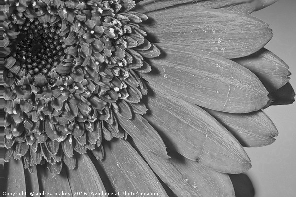 Mono Gerbera Picture Board by andrew blakey