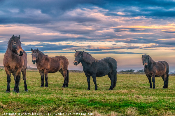Exmoor ponies on Cleadon Picture Board by andrew blakey