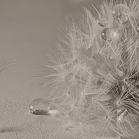 Buy canvas prints of Glorious Dandelion Beauty by andrew blakey